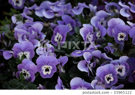 Pansy Pansy 33965122