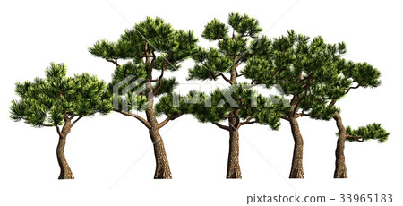 Group of trees isolated on white 3d illustration 33965183
