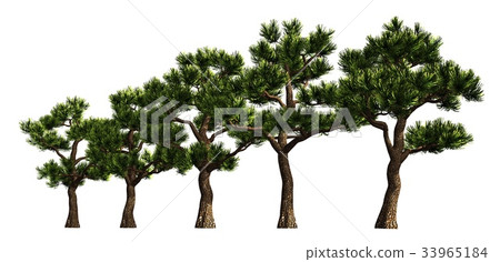 Group of trees isolated on white 3d illustration Group of trees isolated on white 3d illustration 33965184