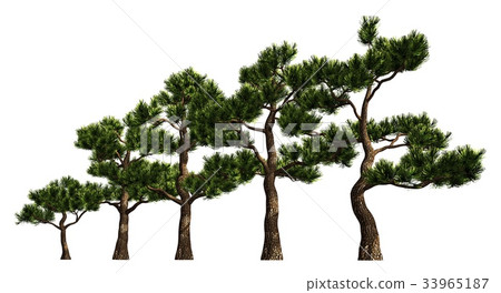 Group of trees isolated on white 3d illustration Group of trees isolated on white 3d illustration 33965187