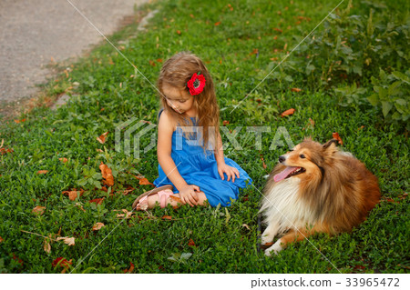 Little girl with a dog Sheltie Little girl with a dog Sheltie 33965472