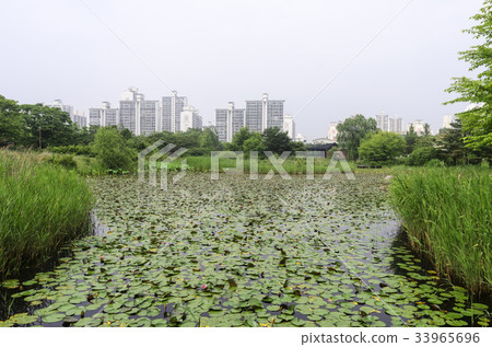 Lake Park, Ilsan, Goyang-si, Gyeonggi-do 33965696