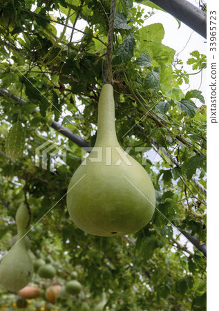 葫蘆，天空公園，世界杯公園，Sangam-dong，Mapo-gu，Seoul 33965723