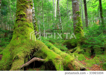 Yachiho高原原始森林 33965894