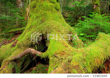 Yachiho高原原始森林 Yachiho高原原始森林 33965895