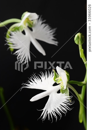 Sagisou Sagisou 33966026