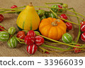 Pumpkin and Ryukyu sparrows 33966039
