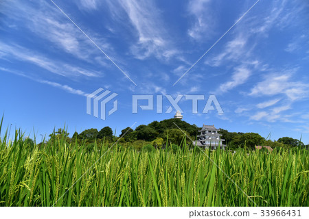 [Aichi] Inaho and Shiroyama Park before harvest 33966431