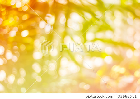 Abstract Bokeh of tree color for background Abstract Bokeh of tree color for background 33966511