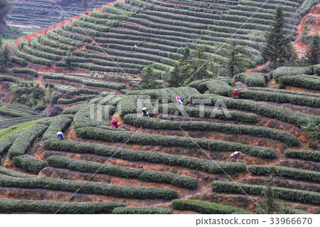 綠茶領域,Sueong-hyeon,浙江,中國 綠茶領域,Sueong-hyeon,浙江,中國 33966670