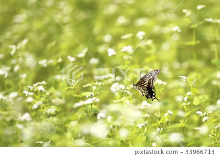 Tiger Butterfly Tiger Butterfly 33966713