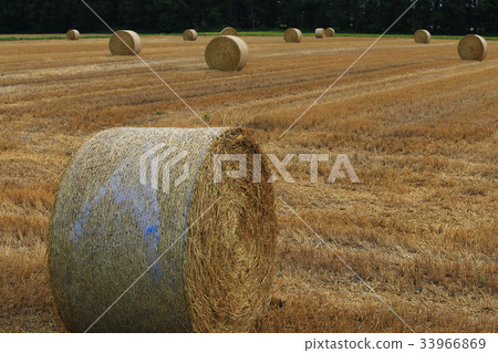 Grass roll Grass roll 33966869