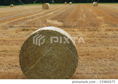 Grass roll Grass roll 33966875