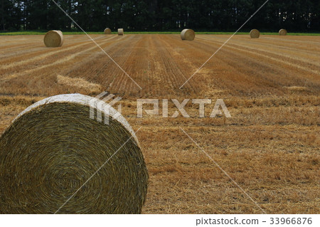 草卷 草卷 33966876