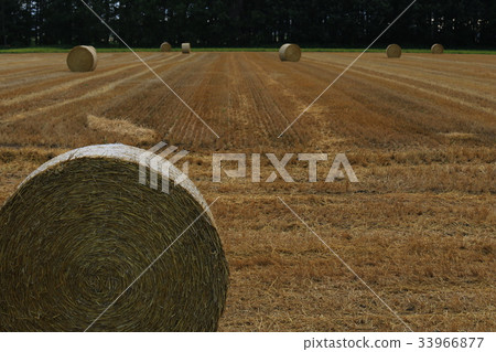 Grass roll Grass roll 33966877