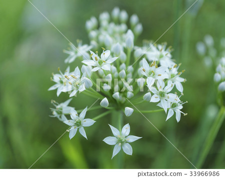 Leek flowers 33966986