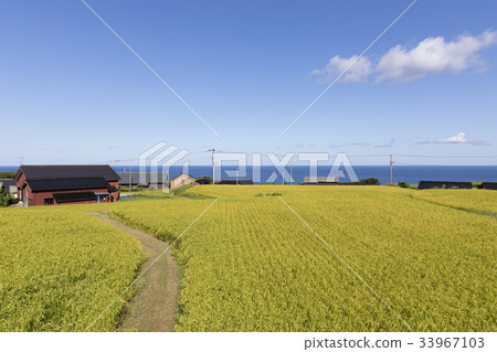 Rice fields of Shinsouragawa Rice fields of Shinsouragawa 33967103