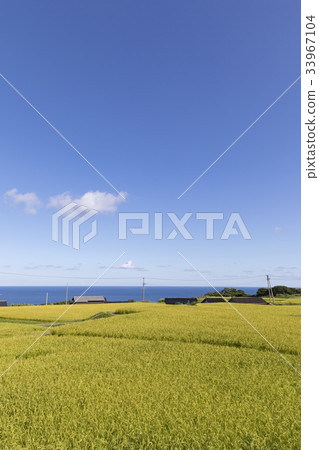 Rice fields of Shinsouragawa Rice fields of Shinsouragawa 33967104