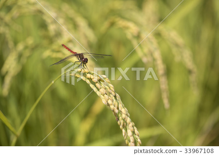 米耳朵和紅蜻蜓 33967108