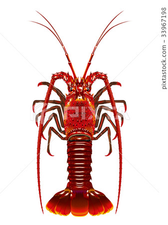 Lobster 33967198