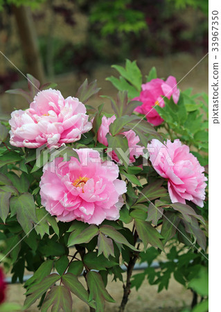 Peony flower 33967350