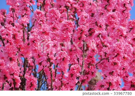 Peach blossoms Peach blossoms 33967780