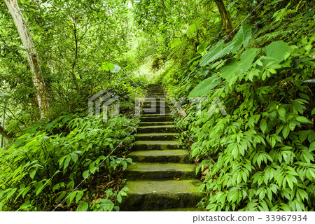 Stone stair in green forest Stone stair in green forest 33967934