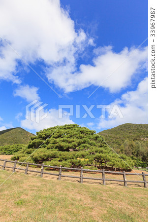 Inhirahiramatsu Itayaya島 33967987