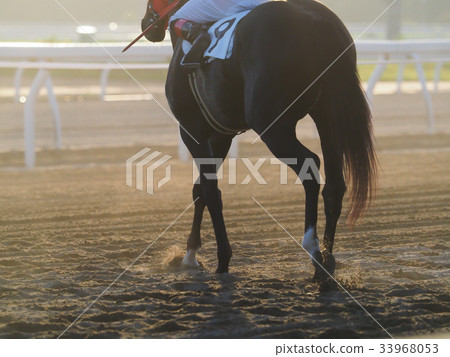 Racecourse horses Racecourse horses 33968053