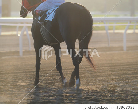 賽馬場馬 賽馬場馬 33968055