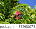花和蝴蝶 33968073