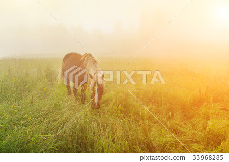 Beautiful horse in the mist at dawn in the Beautiful horse in the mist at dawn in the 33968285