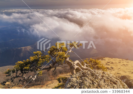 Lonely tree on a cliff in the mountains 33968344