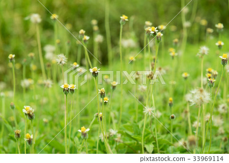 Grass flower beside the way. Grass flower beside the way. 33969114