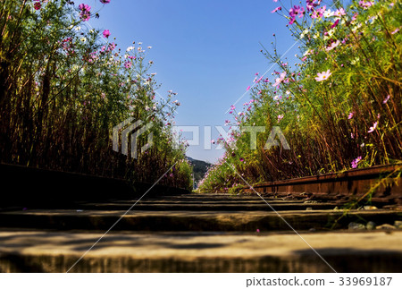 Cosmos, Bucheon Station, Hadong-gun, Gyeongnam 33969187