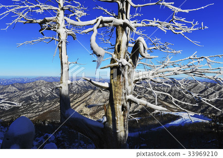 老木頭，Deogyusan，Muju-gun，Jeonbuk 33969210