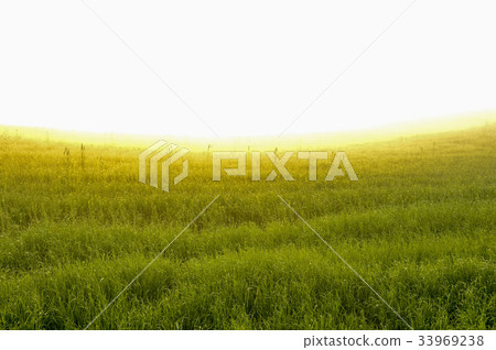 京畿道安城市安城牧場 33969238