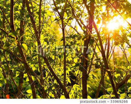 Background with green trees at sunset 33969266