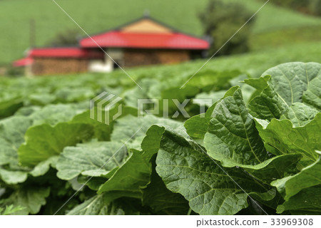 Chinese cabbage field, Anbendegi, Wangsan-myeon, Gangneung-si, Gangwon-do 33969308