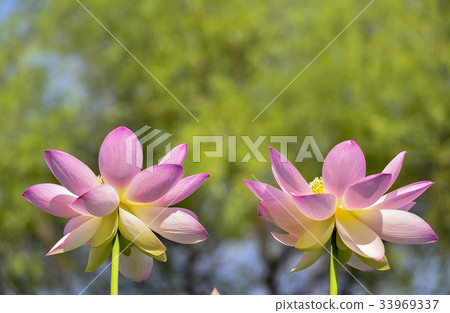 蓮花 蓮花 33969337
