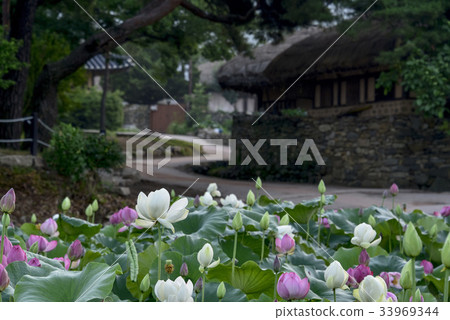 Lotus Flower, Outer Amusement Village, Asan City, Chungnam Lotus Flower, Outer Amusement Village, Asan City, Chungnam 33969344
