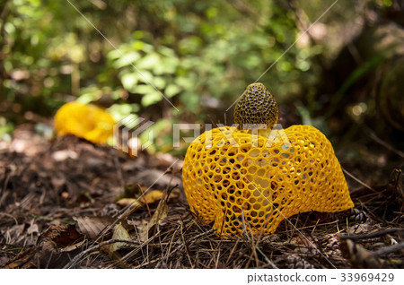 Yellow mushroom 33969429
