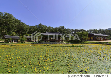 Yellow-eyed lotus flower, Bongyeongsa, Cheonhamsan, Uljin-gun, Gyeongbuk 33969451