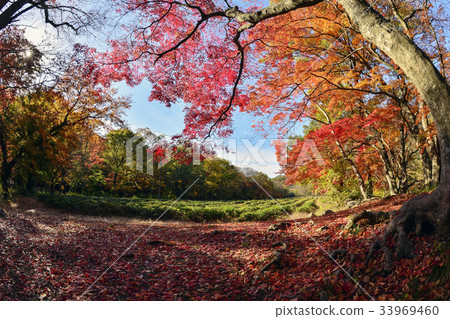 Green tea field, Maple tree, Seununsa, Gochang-gun, Jeonbuk 33969460