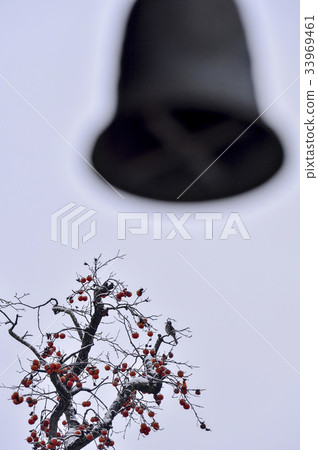 Persimmon, Seonunsa, Seonunsan, Gochang-gun, Jeonbuk 33969461