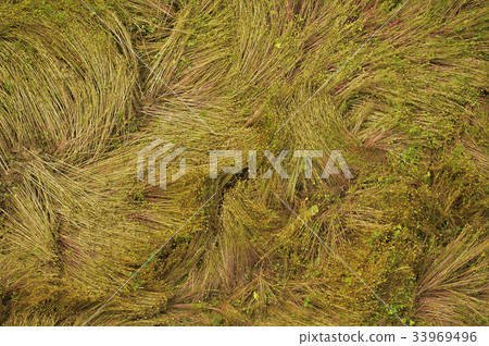 Aquatic plants, Chungju Lake, Danyang-gun, Chungbuk Aquatic plants, Chungju Lake, Danyang-gun, Chungbuk 33969496