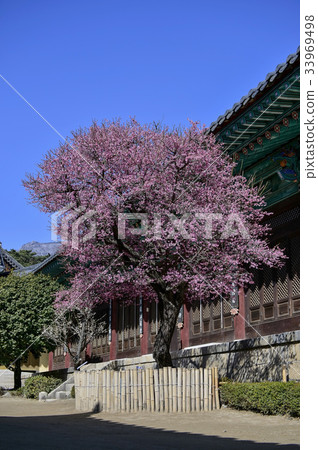 Hongmyeonghwa, Tongdosa, Youngsan, Yangsan, Gyeongnam 33969498