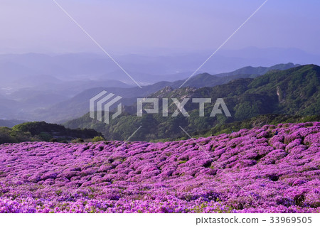 杜鵑花，Hwangmae山，Hapcheon，慶南 33969505