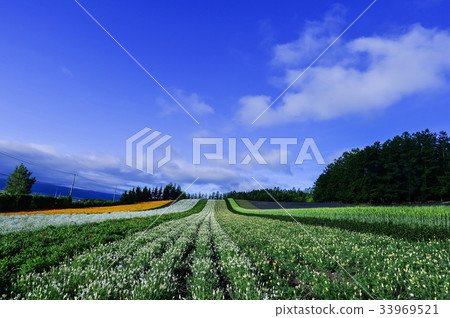美瑛,北海道,日本 美瑛,北海道,日本 33969521