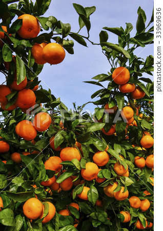 Tangerine, Jeju Island 33969636